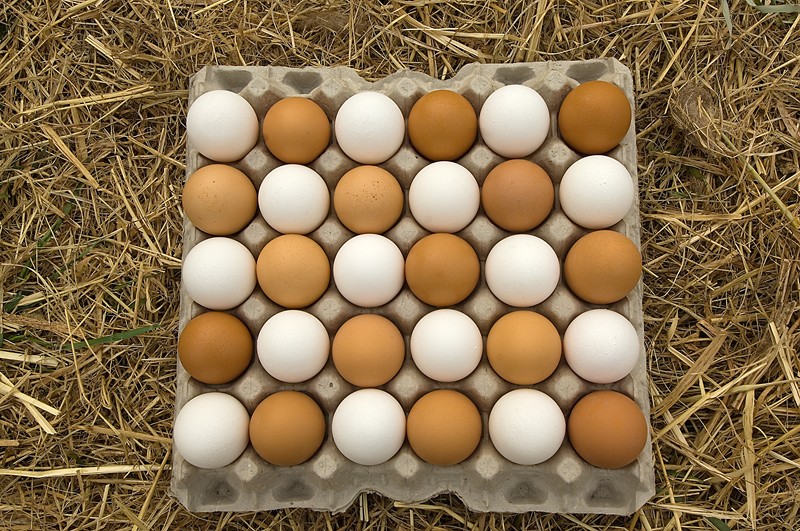 Armazenar ovos de galinhas caipiras frescos na temperatura ambiente
