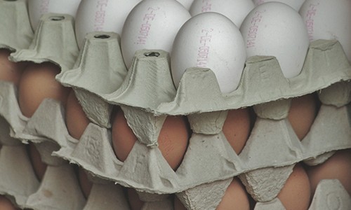 Armazenar ovos de galinhas caipiras para cocercialização