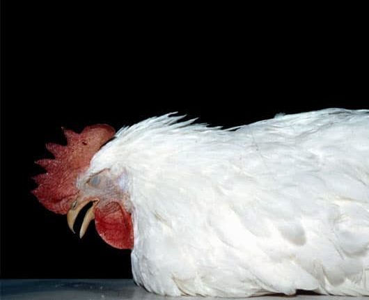 BRONQUITE INFECCIOSA - doenças virais em galinhas caipiras