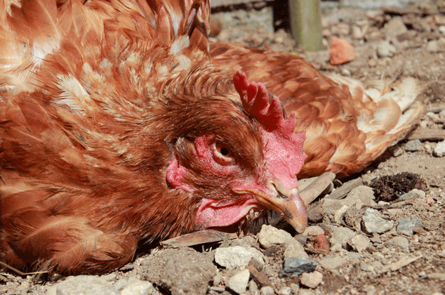 MAREK - doença em galinha caipira