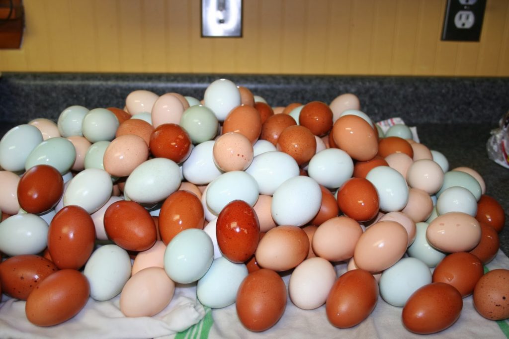 Ovos de galinhas caipiras para comercialização