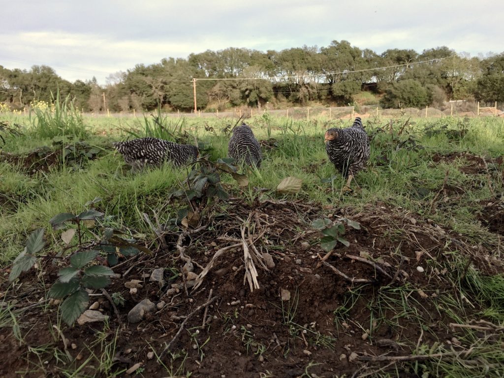 análise da área para construção do galinheiro para galinha caipira