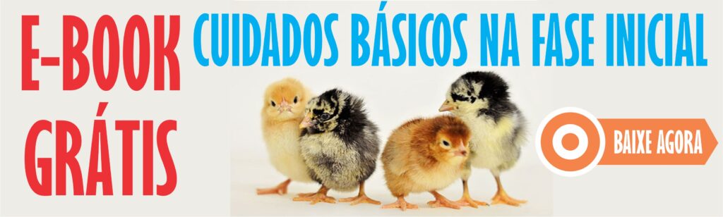 banner ebook gratis fase inicial galinha caipira