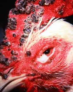 bouba aviária - doenças em galinhas caipiras