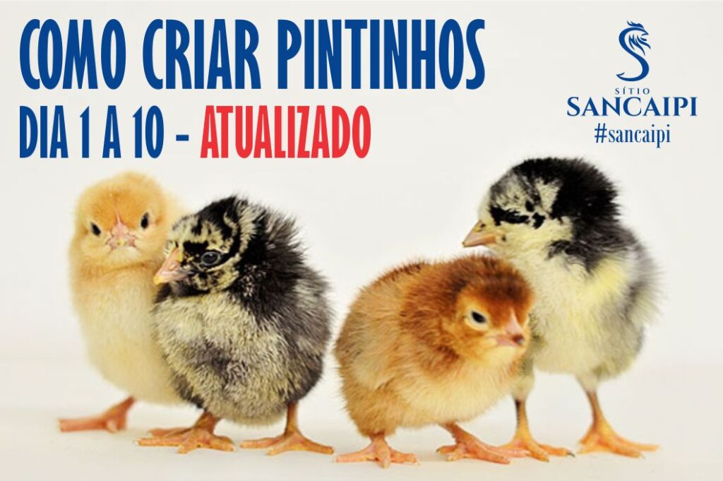 como criar pintinhos de galinha caipira