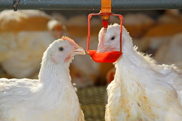 doença de gumboro - doenças virais em galinhas caipiras