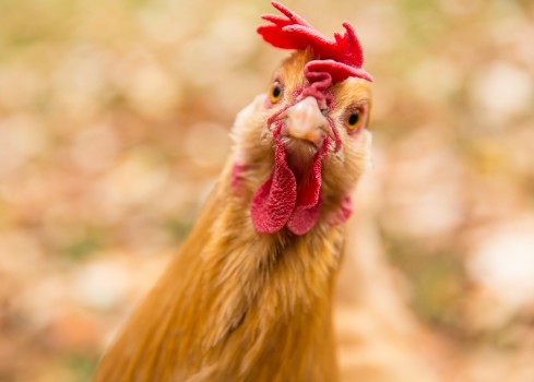 doença de newcastle - doenças em galinhas caipiras