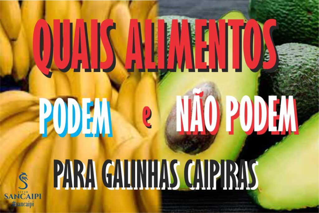 quais alimentos não podem e podem galinha caipira