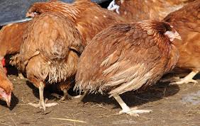 sintomas aparentes de coccidiose em galinhas caipiras