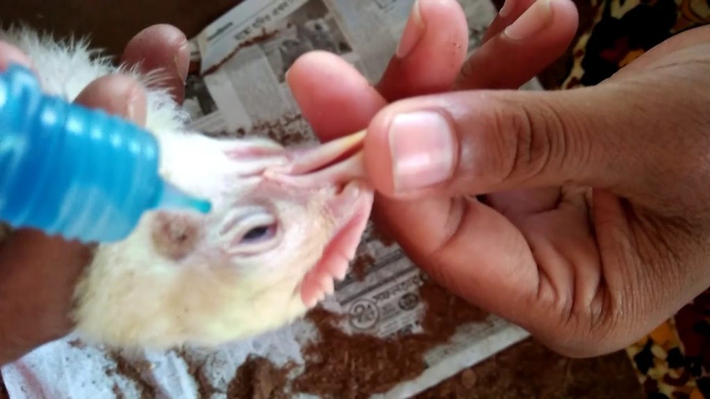 vacinação em galinhas caipiras