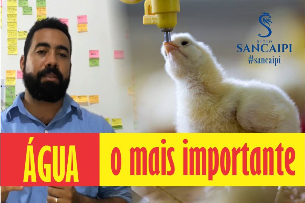 A IMPORTANCIA DA ÁGUA NA CRIAÇÃO DE GALINHAS CAIPIRA