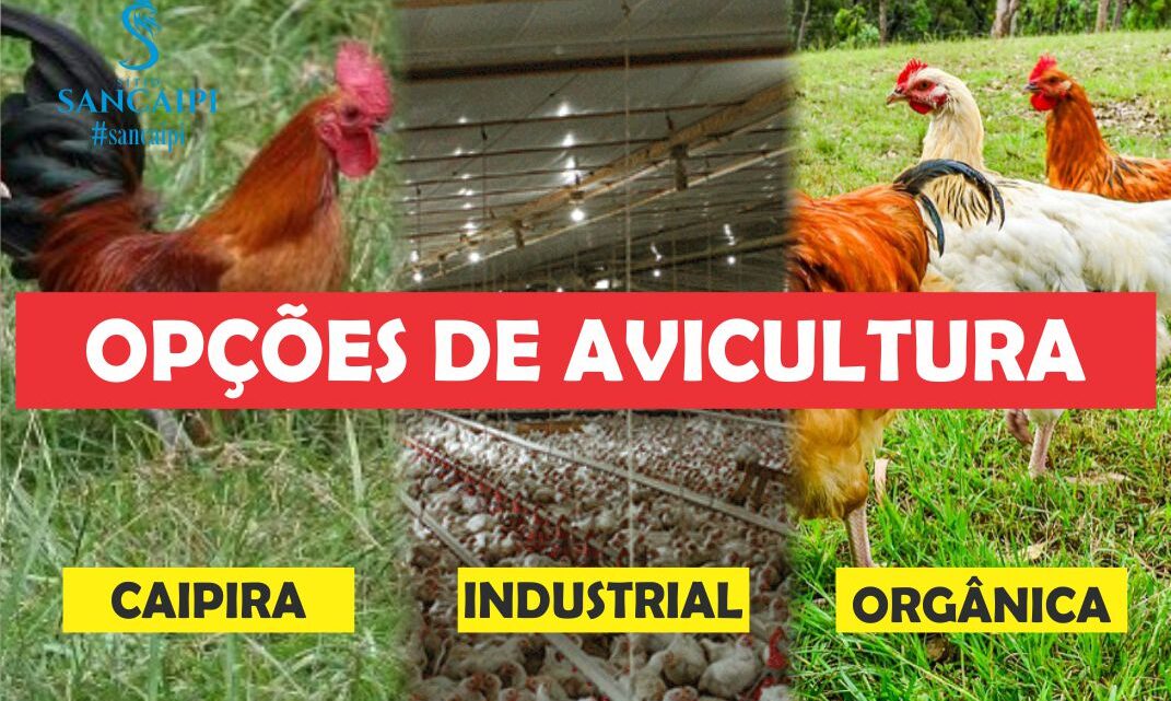 Os 3 grandes modelos de criação de galinhas para fornecimento de proteína animal.