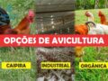 Os 3 grandes modelos de criação de galinhas para fornecimento de proteína animal.