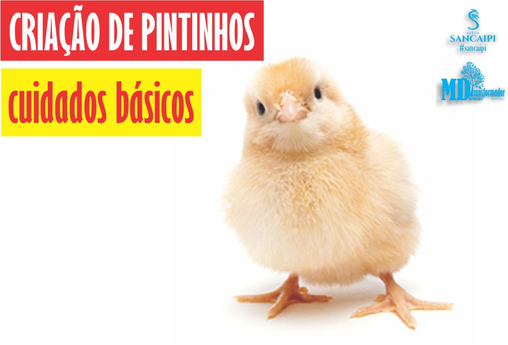 criação de pintinhos cuidados básicos criação de galinhas