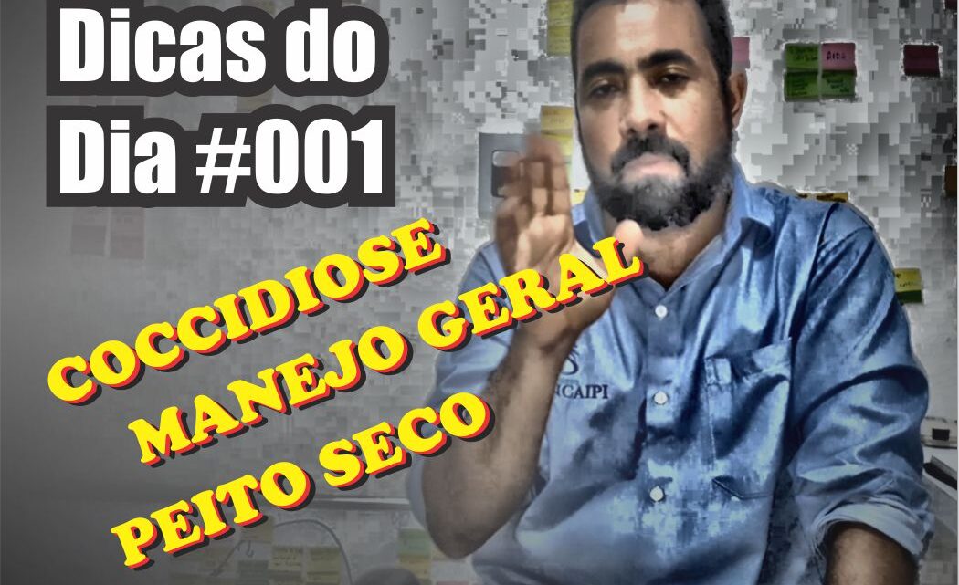 Criação de galinha caipira | Dicas do Dia #001