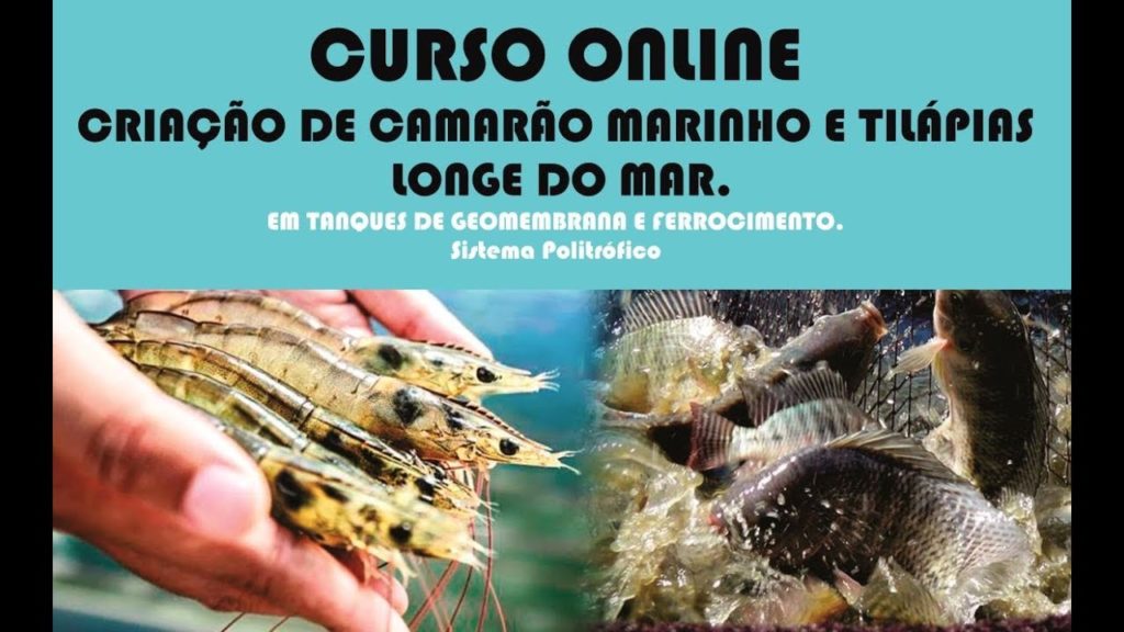 curso online criação de camarão e tilápias