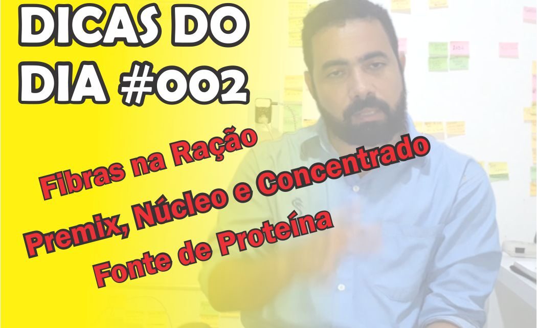 Criação de galinha caipira | Dicas do Dia #002