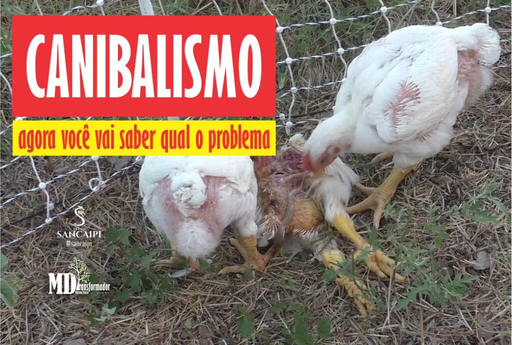 CANIBALISMO na criação de galinhas caipiras - BÔNUS DEBICAGEM