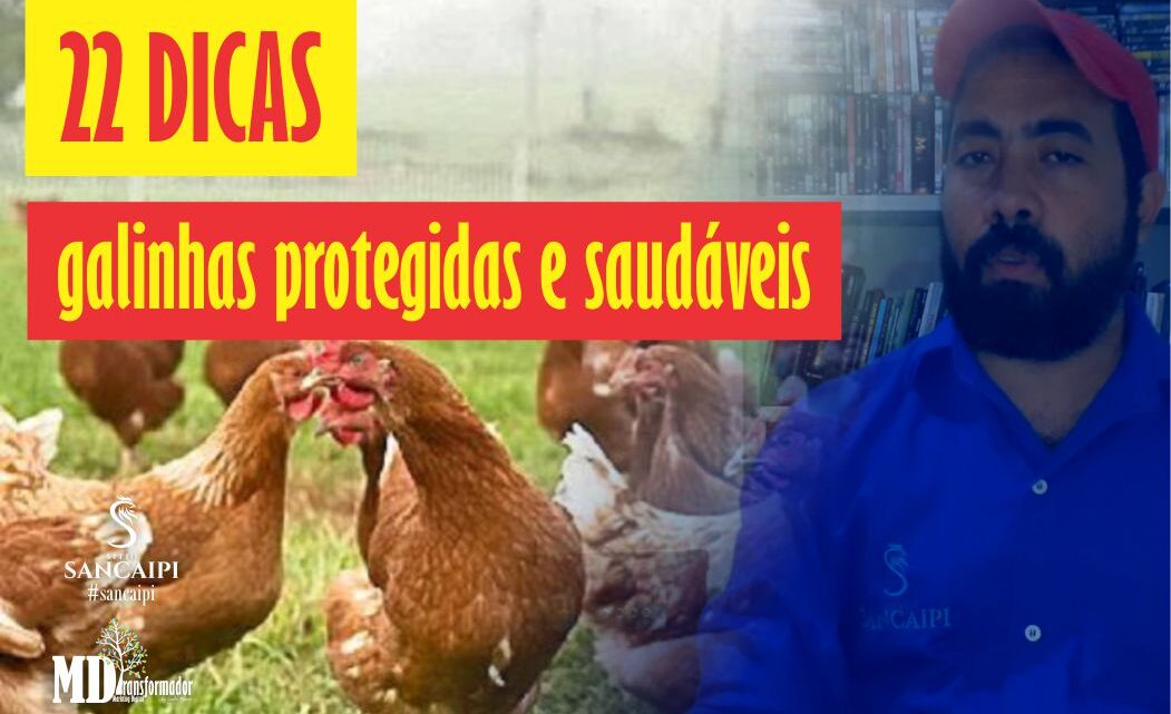22 dicas para deixar a criação de galinhas caipiras protegidas e saudáveis.