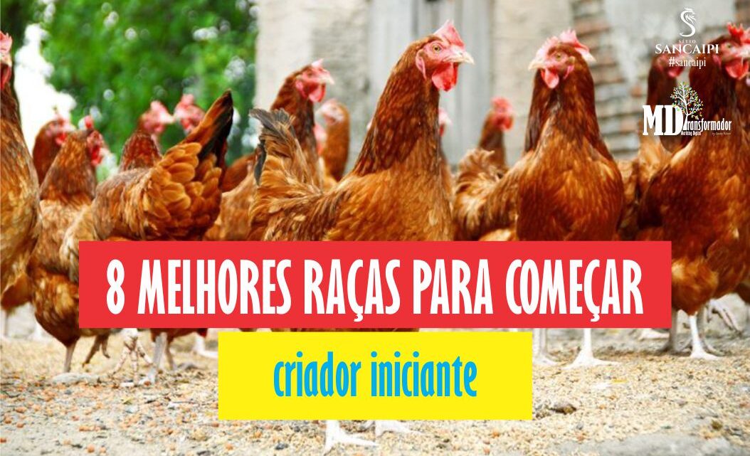 8 melhores raças para se começar uma criação de galinhas no Brasil