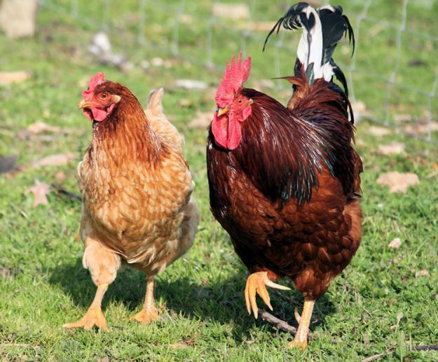 GALINHAS CRIADAS EM SISTEMA CAIPIRA