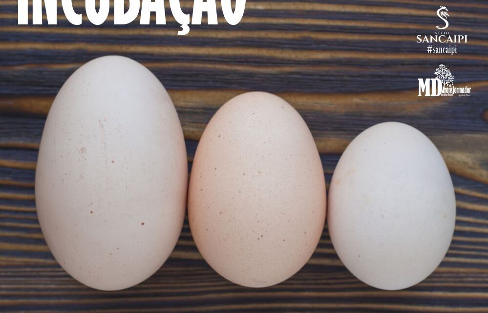 VÍDEO: Incubação de ovos de galinha | influência do tamanho dos ovos