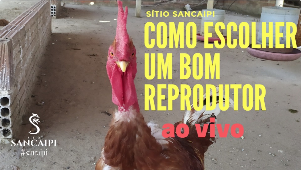 Como identificar um bom galo reprodutor | ao vivo 15/10/2019 | criação de galinhas caipiras