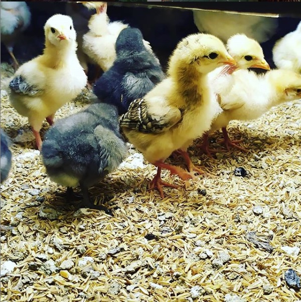 Como vacinar galinhas caipiras | prevenção na criação de galinhas | vídeos