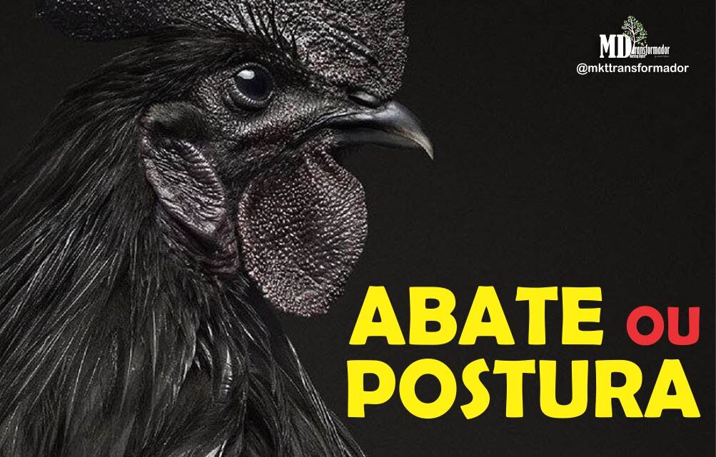Criar galinha para Abate ou postura? Qual escolher?