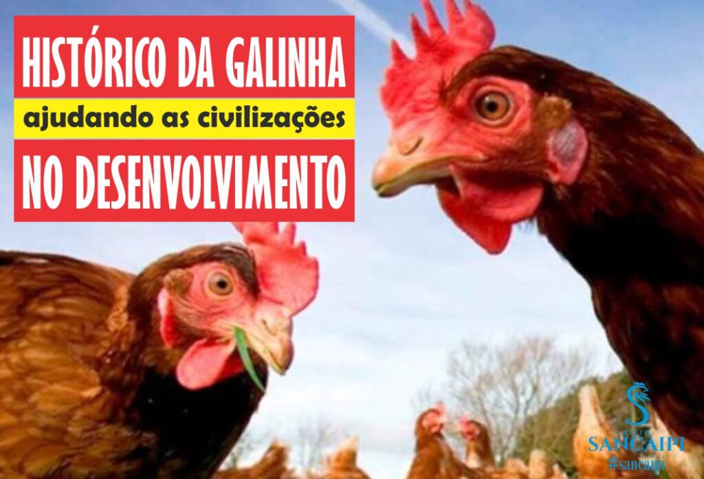 O histórico da criação de galinhas e sua função na trajetória da humanidade