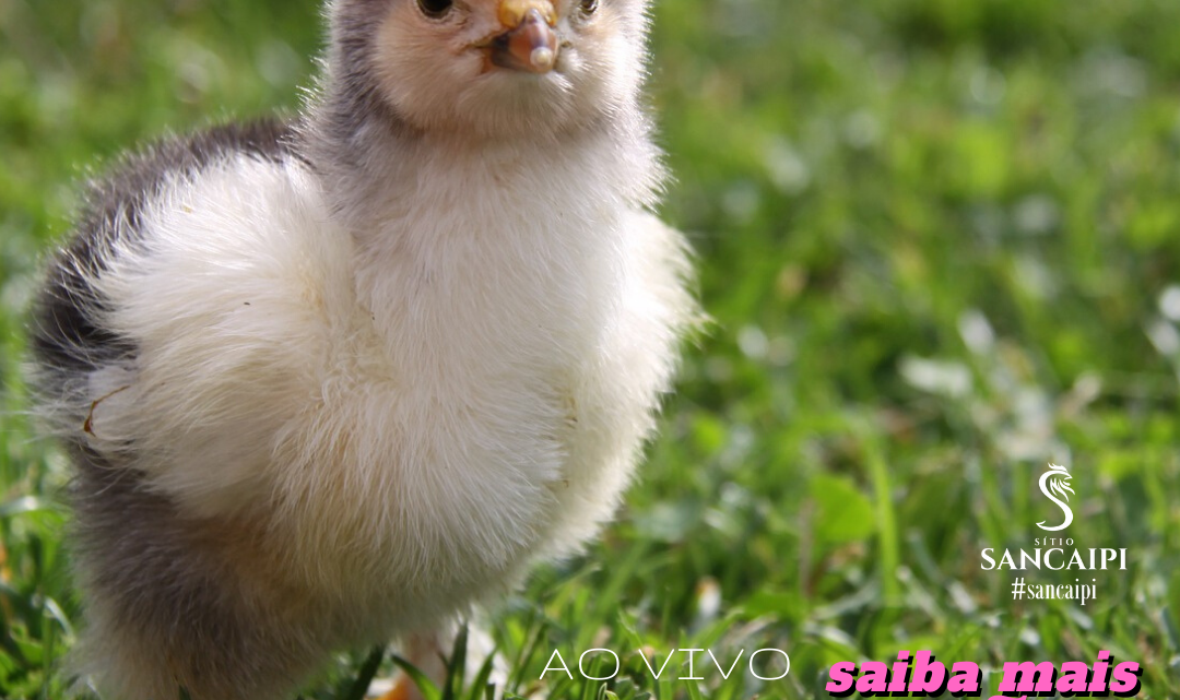 Vacinação para galinhas caipiras é importante | proteção para galinhas