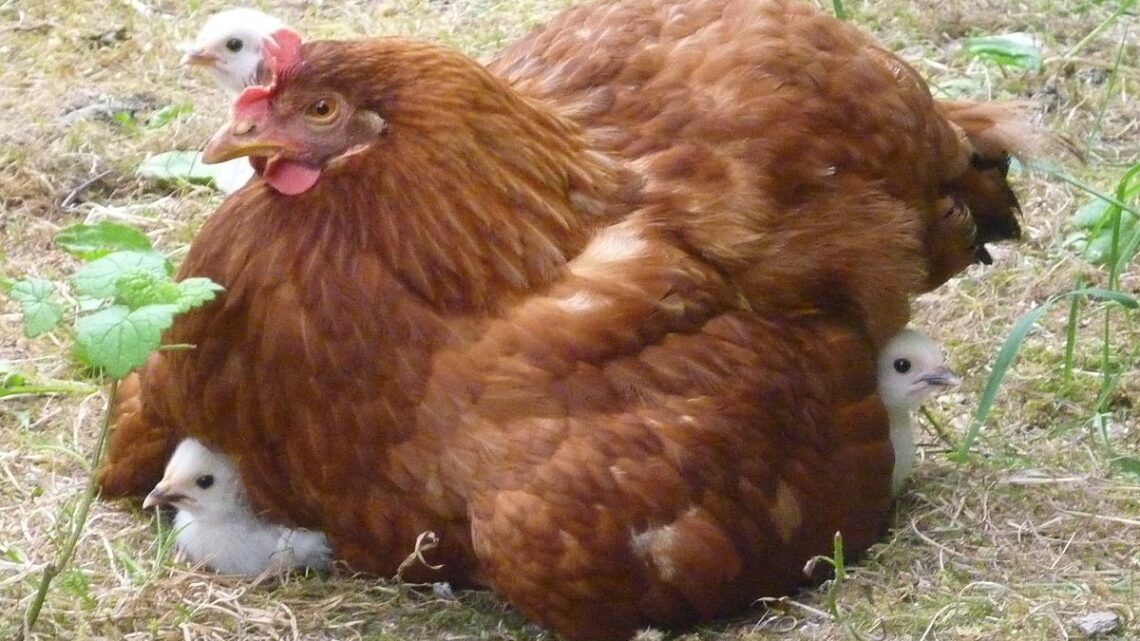 ração para galinhas caipira | alternativa X complementar