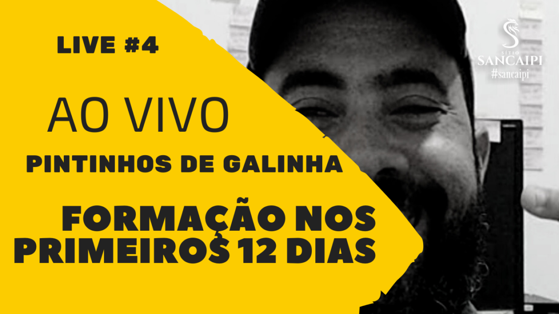 Pintinhos na Fase Inicial | Formação dos pintinhos nos primeiros 12 dias