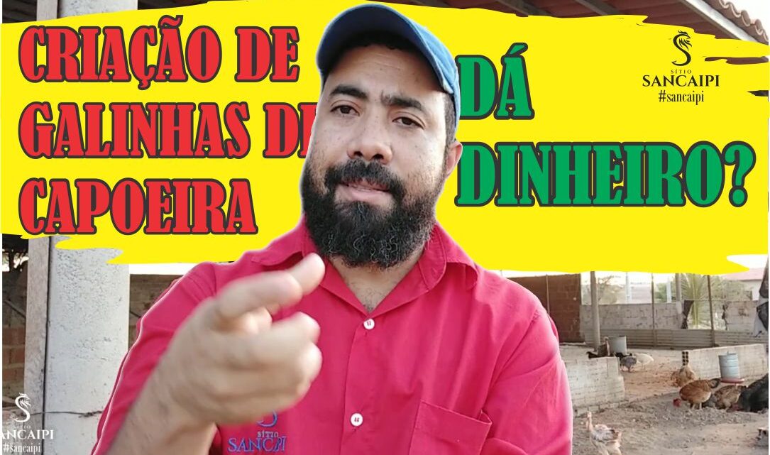 Criação de galinha de capoeira da lucro? da para ganhar dinheiro?