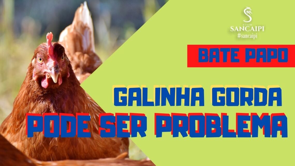 Galinha Gorda Demais não é bom