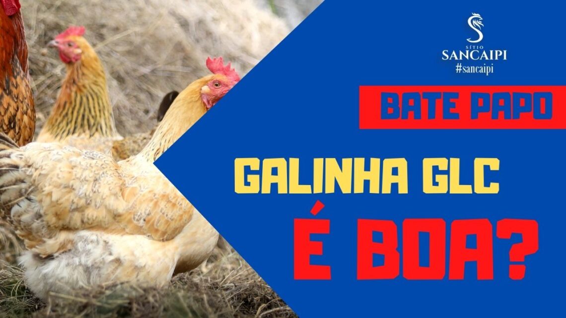 Galinha Poedeira GLC é boa?