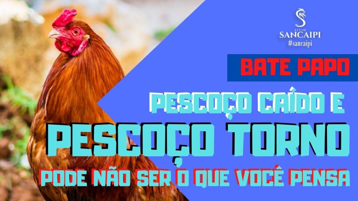 Pescoço Caído em Galinhas | Pescoço Torto em Galinhas