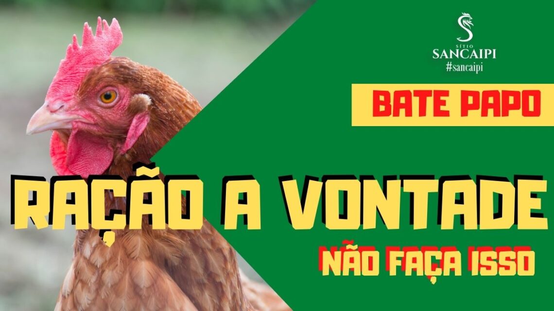 Ração a vontade para galinhas caipiras, DEVE SER DADO?