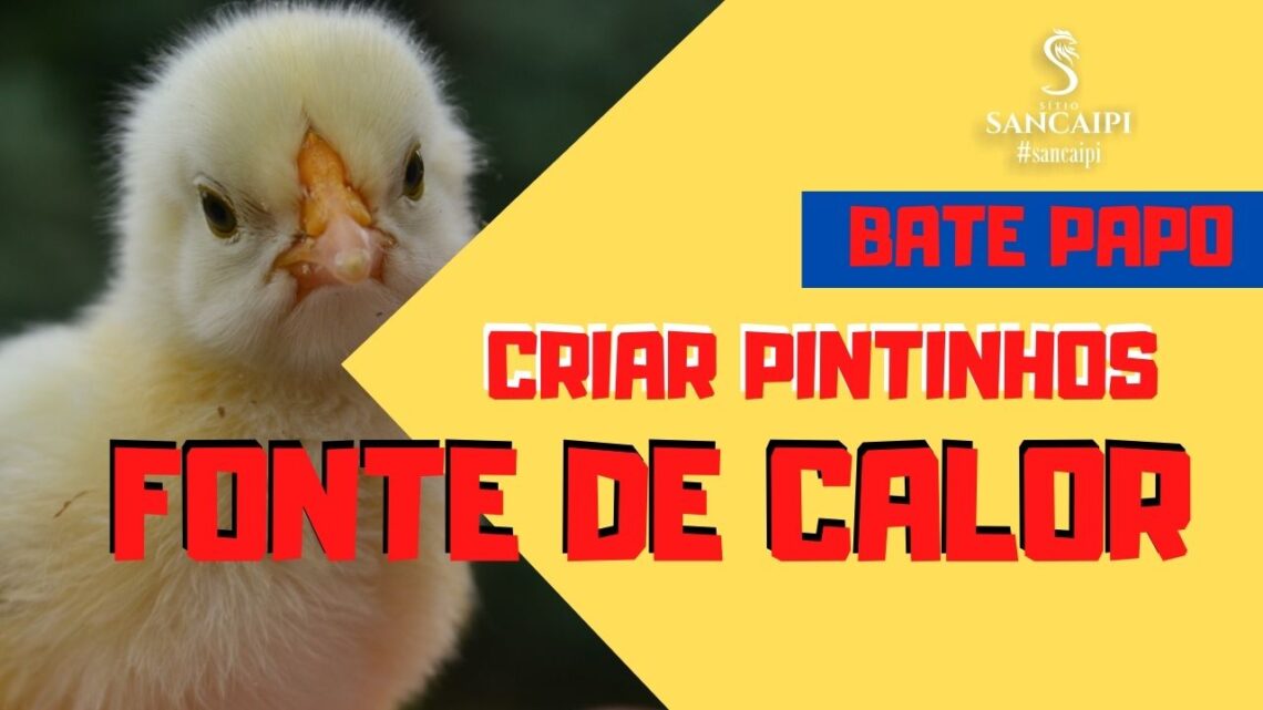 Criar Pintinhos de Galinhas Caipiras precisa de FONTE DE CALOR