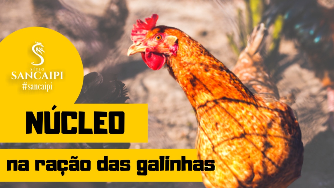 Ração de Galinhas Caipiras – Entendimento sobre o Núcleo