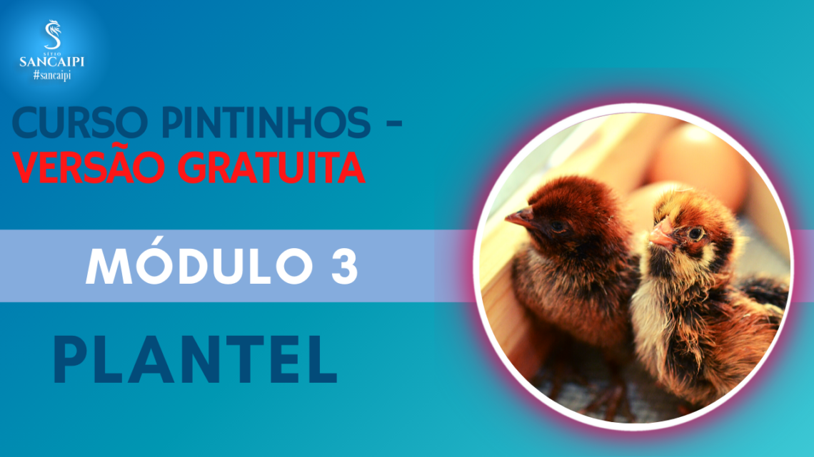 CURSO GRATIS PINTINHOS Módulo 3 Plantel – mini curso grátis