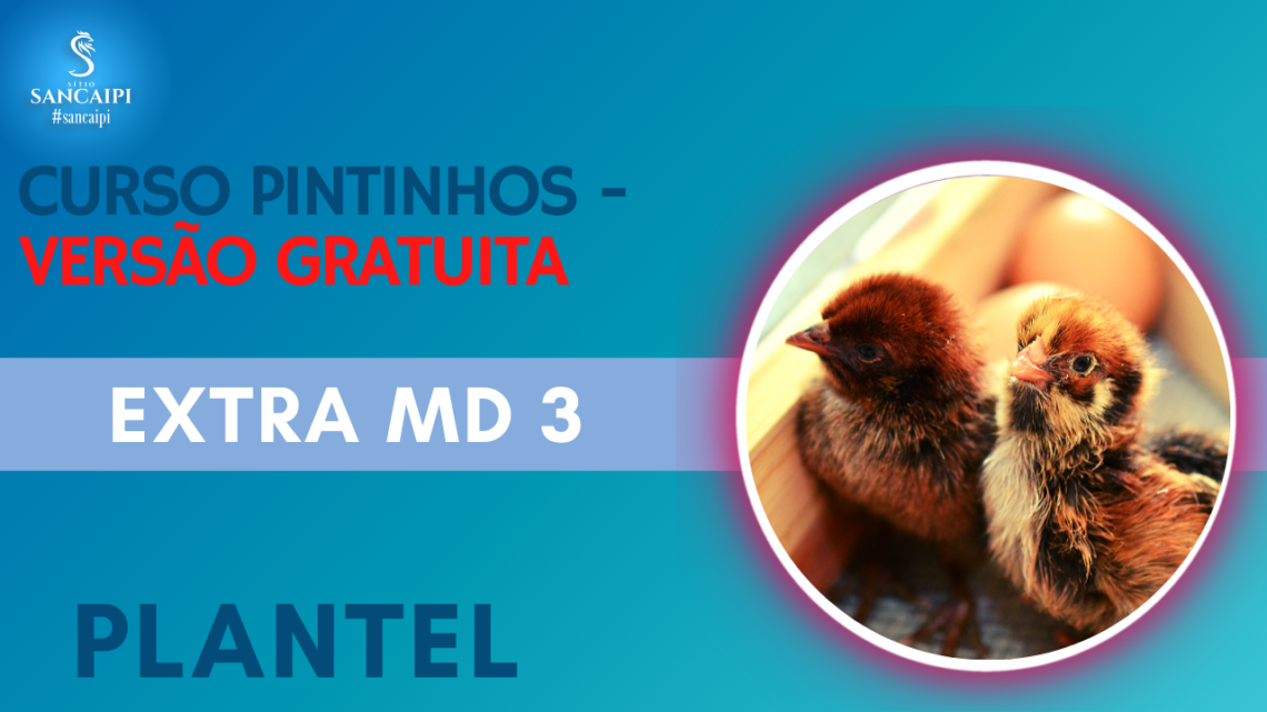 CURSO GRATIS PINTINHOS Módulo 3 EXTRA Melhoramento e Raças – mini curso grátis