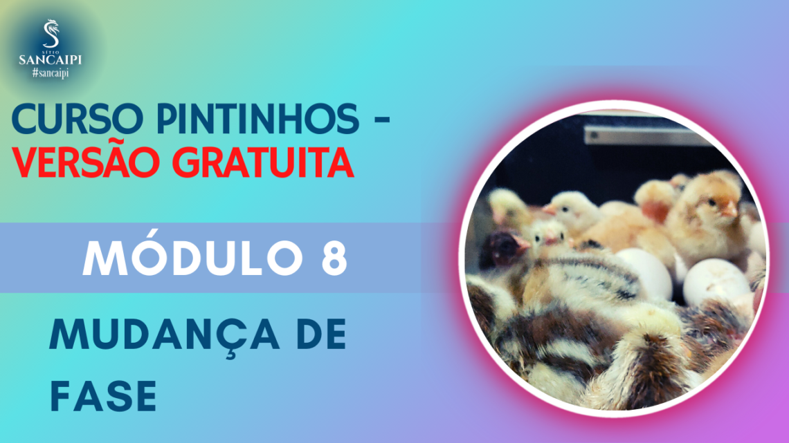 CURSO GRATIS PINTINHOS Módulo 8 Mudança de Fase mini curso grátis