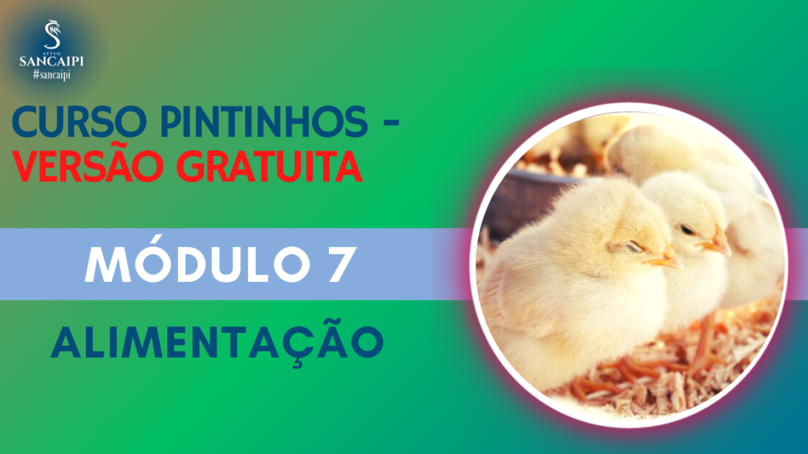 CURSO GRATIS PINTINHOS Módulo 7 EXTRA ALIMENTAÇÃO mini curso grátis