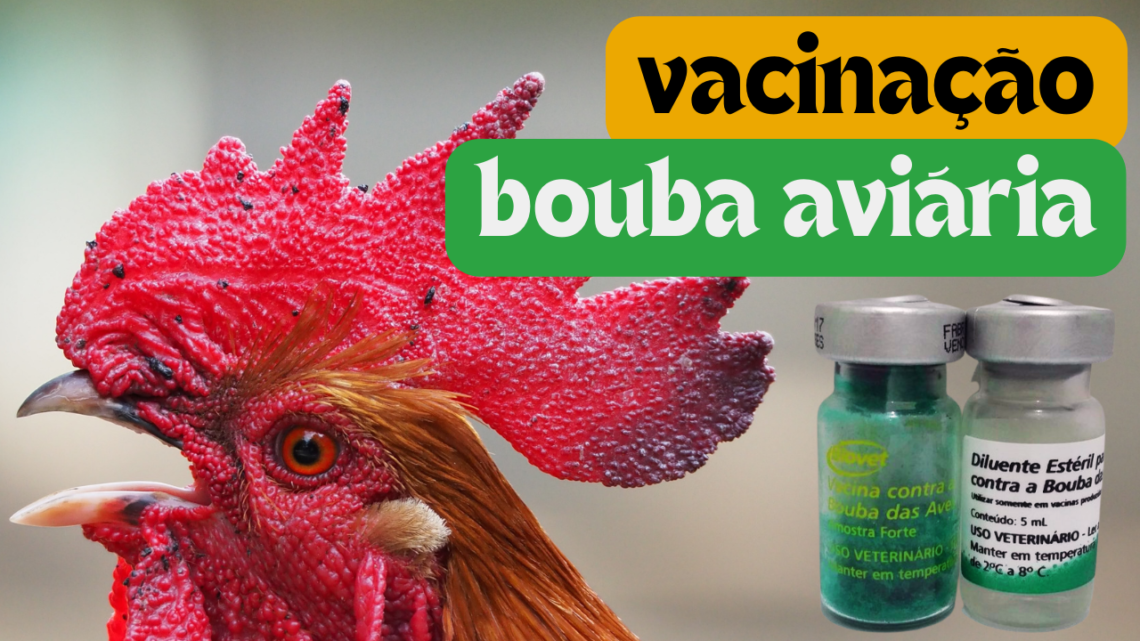 Vacinação contra Bouba Aviária para Galinhas Caipiras!