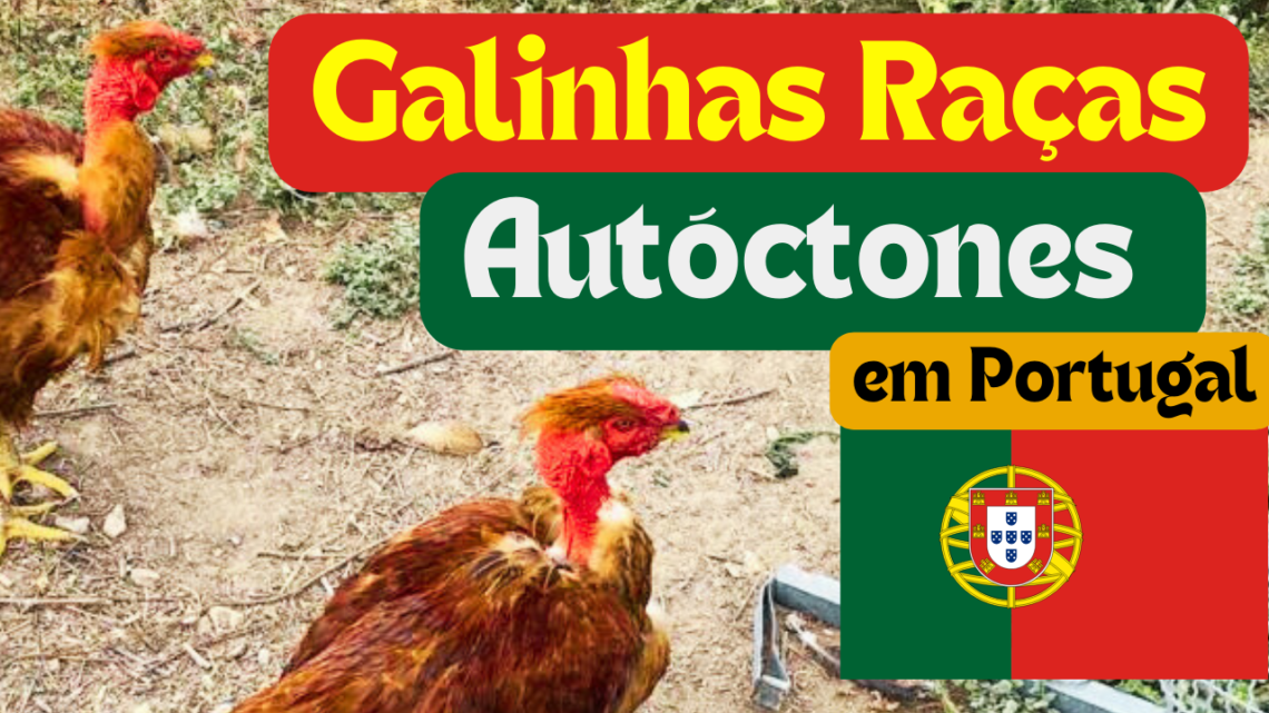 GALINHAS CAIPIRAS EM PORTUGAL: Descubra os Segredos das Galinhas Raças Autóctones Portuguesas!