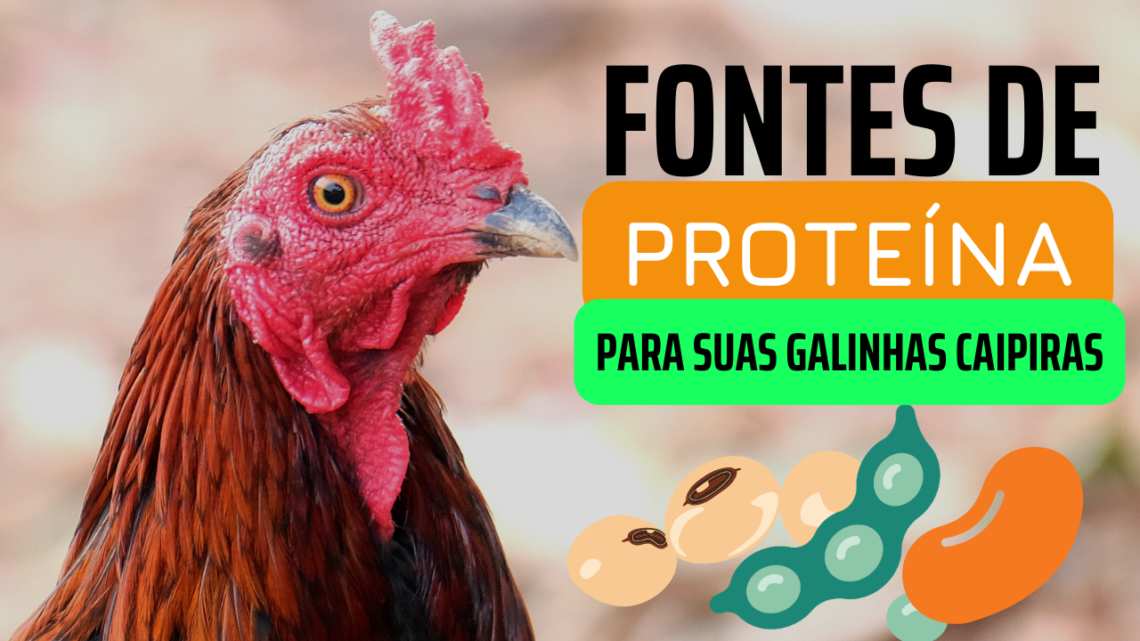 Segredos da Alimentação das Galinhas Caipiras: Transforme Ovos e Carne em Ouro com Essas Dicas de Proteína!