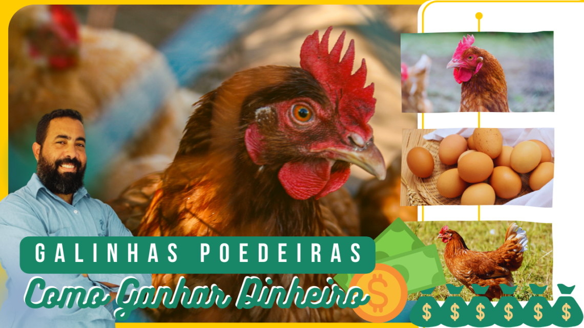 DOMINE o Mercado de Ovos Caipiras!