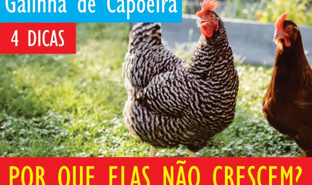 “ð Descubra os Segredos para Acelerar o Desenvolvimento das Galinhas Caipiras! ð✨ Genética, Nutrição e Fase Inicial Reveladas! ð¡ð¿ #CriaçãoDeGalinhas #SegredosAgrícolas”