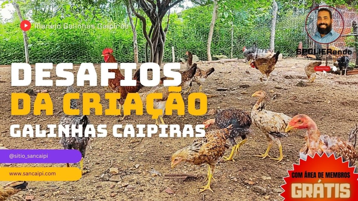 “Os Desafios da Criação de Galinhas Caipiras como Negócio: Lições do Fracasso ao Sucesso”